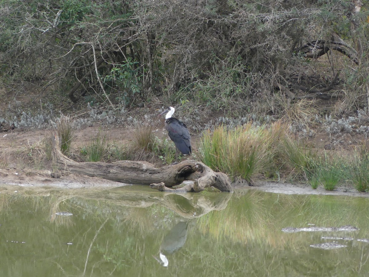 African Woolly-necked Stork - ML621038995