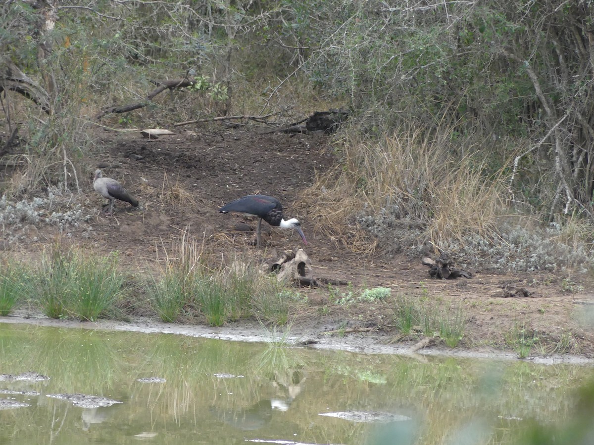 African Woolly-necked Stork - ML621038996