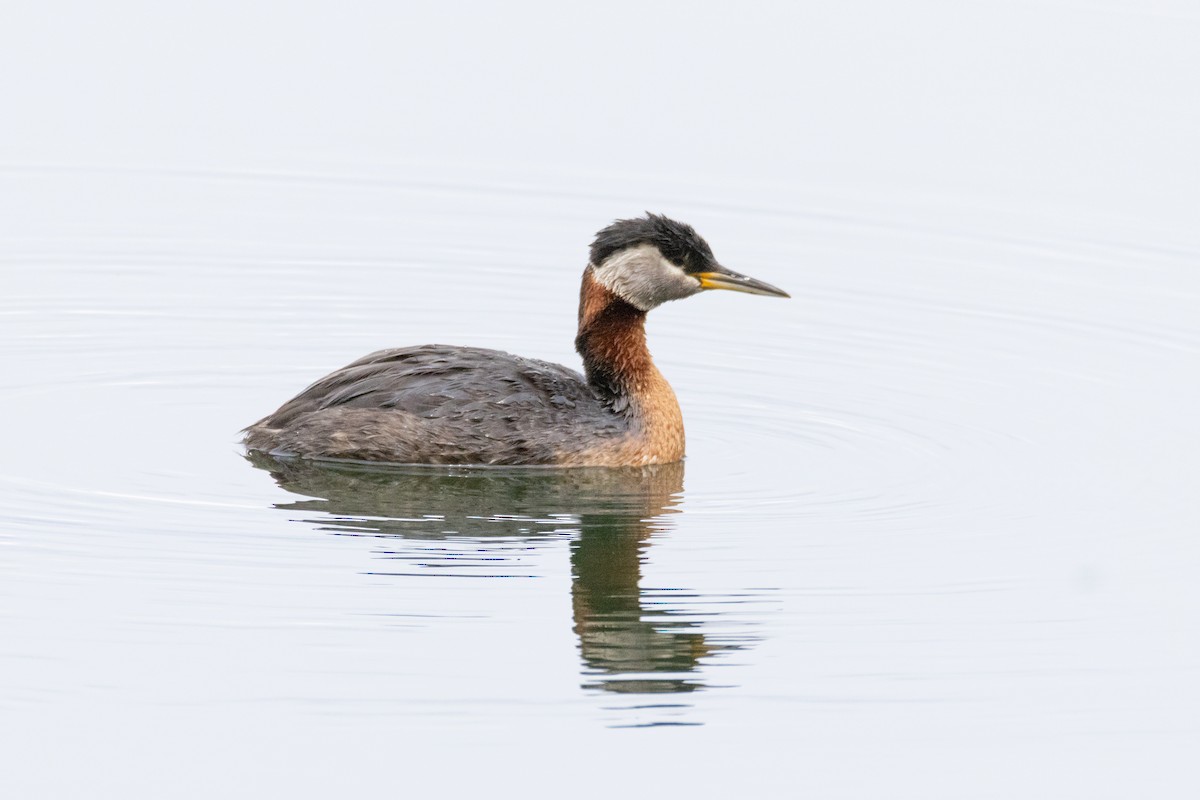 Red-necked Grebe - ML621039004