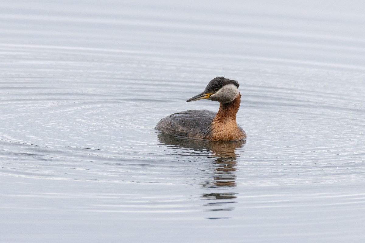 Red-necked Grebe - ML621039005