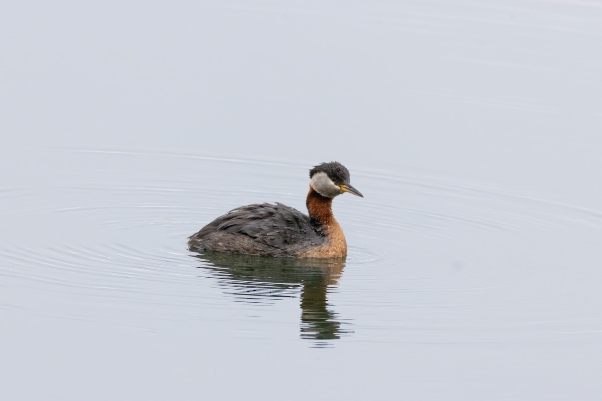 Red-necked Grebe - ML621039006