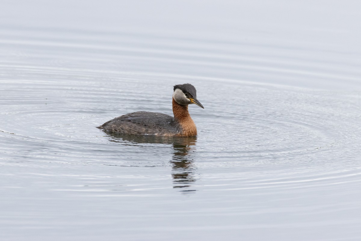 Red-necked Grebe - ML621039008