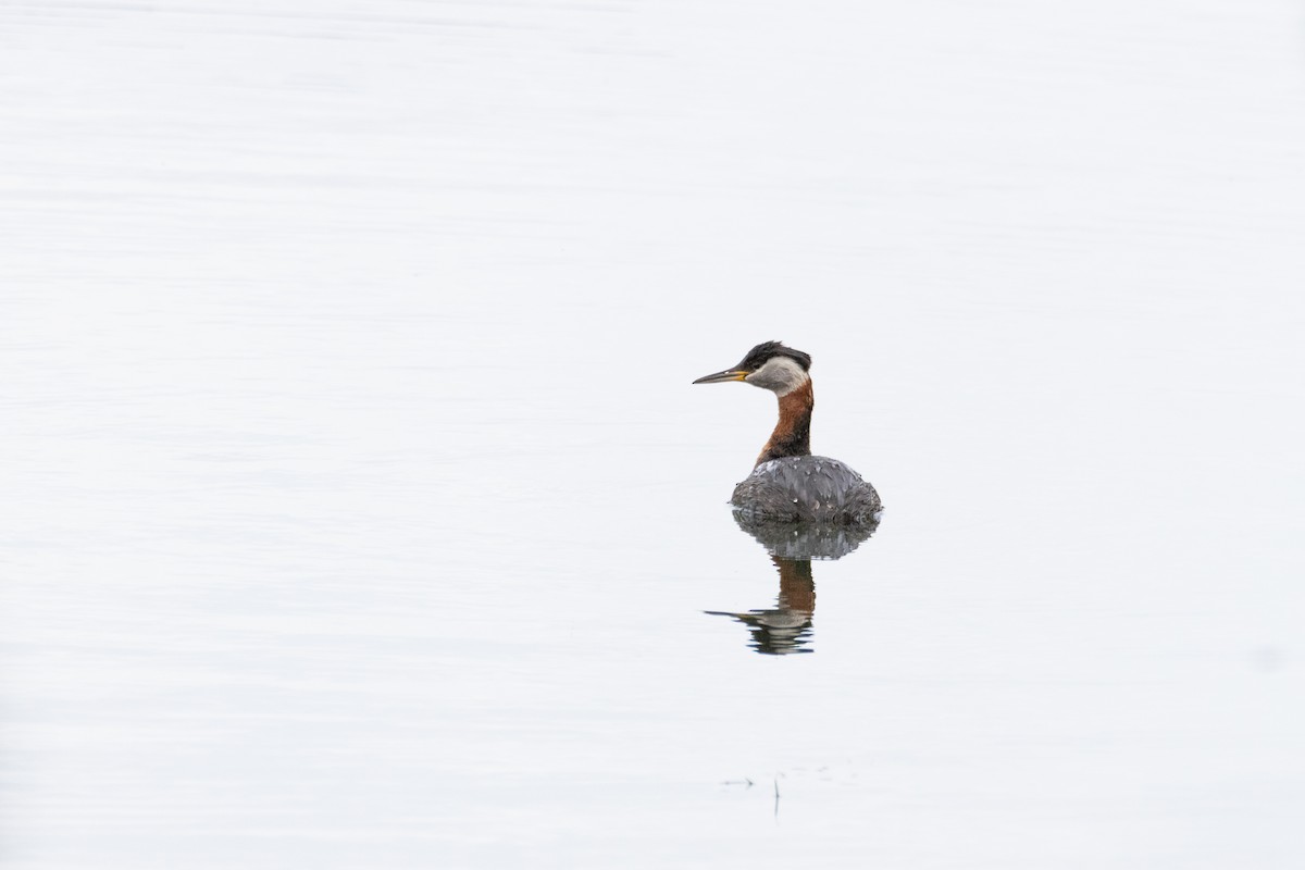 Red-necked Grebe - ML621039023