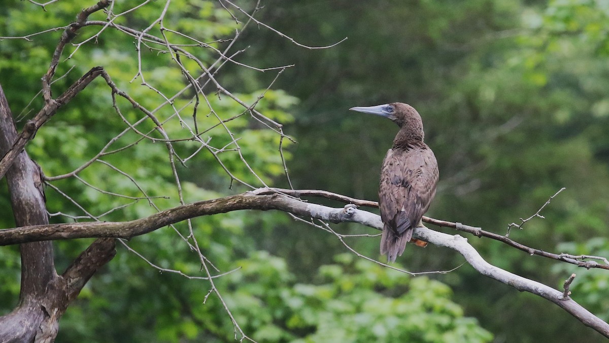 Brown Booby - ML621039078