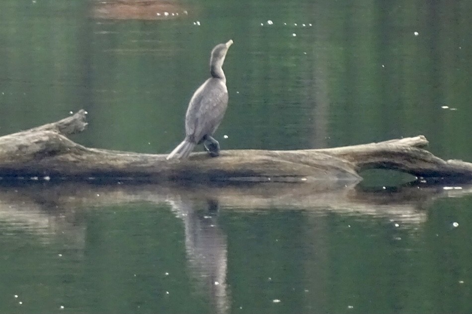 Double-crested Cormorant - ML621039111