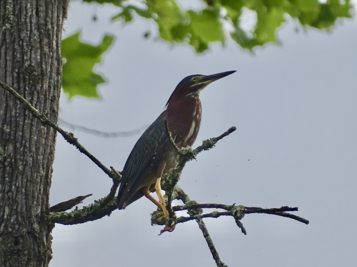 Green Heron - ML621039119
