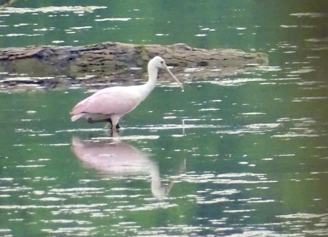 Roseate Spoonbill - ML621039123