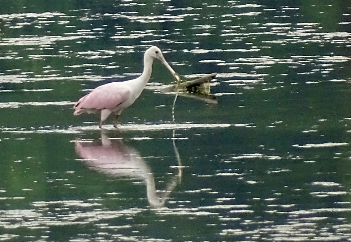 Roseate Spoonbill - ML621039124