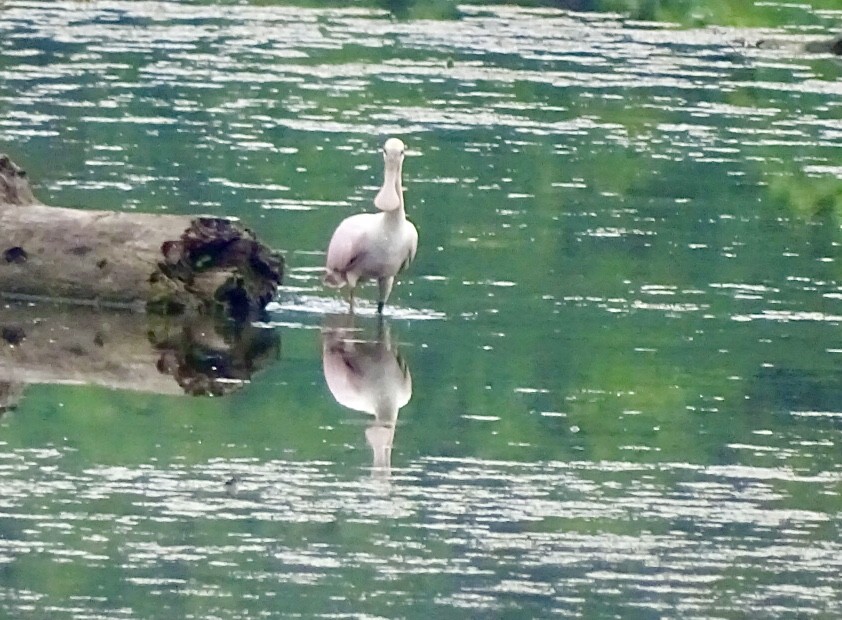 Roseate Spoonbill - ML621039125