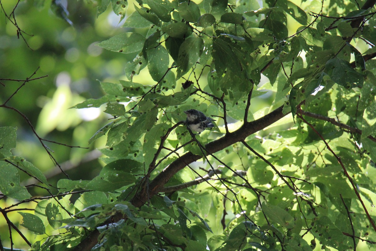 Cerulean Warbler - ML621039150