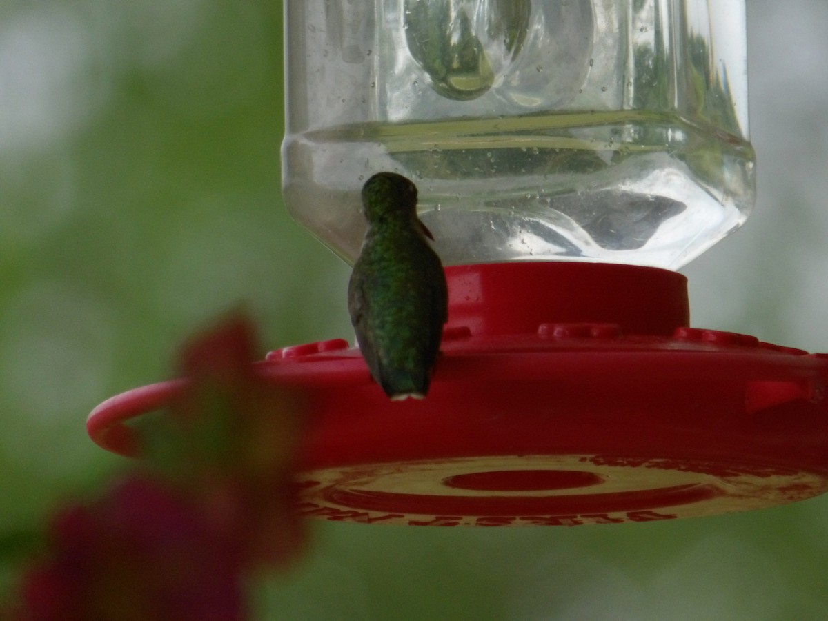 Ruby-throated Hummingbird - ML621039160