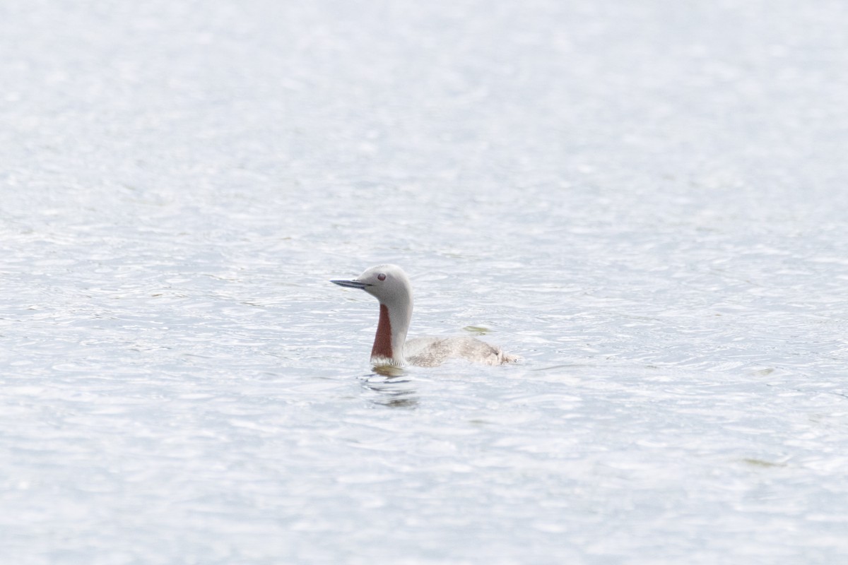 Red-throated Loon - ML621039176