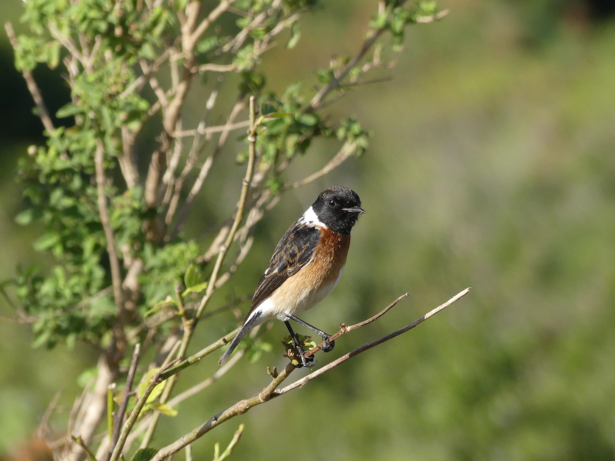 African Stonechat - ML621039184