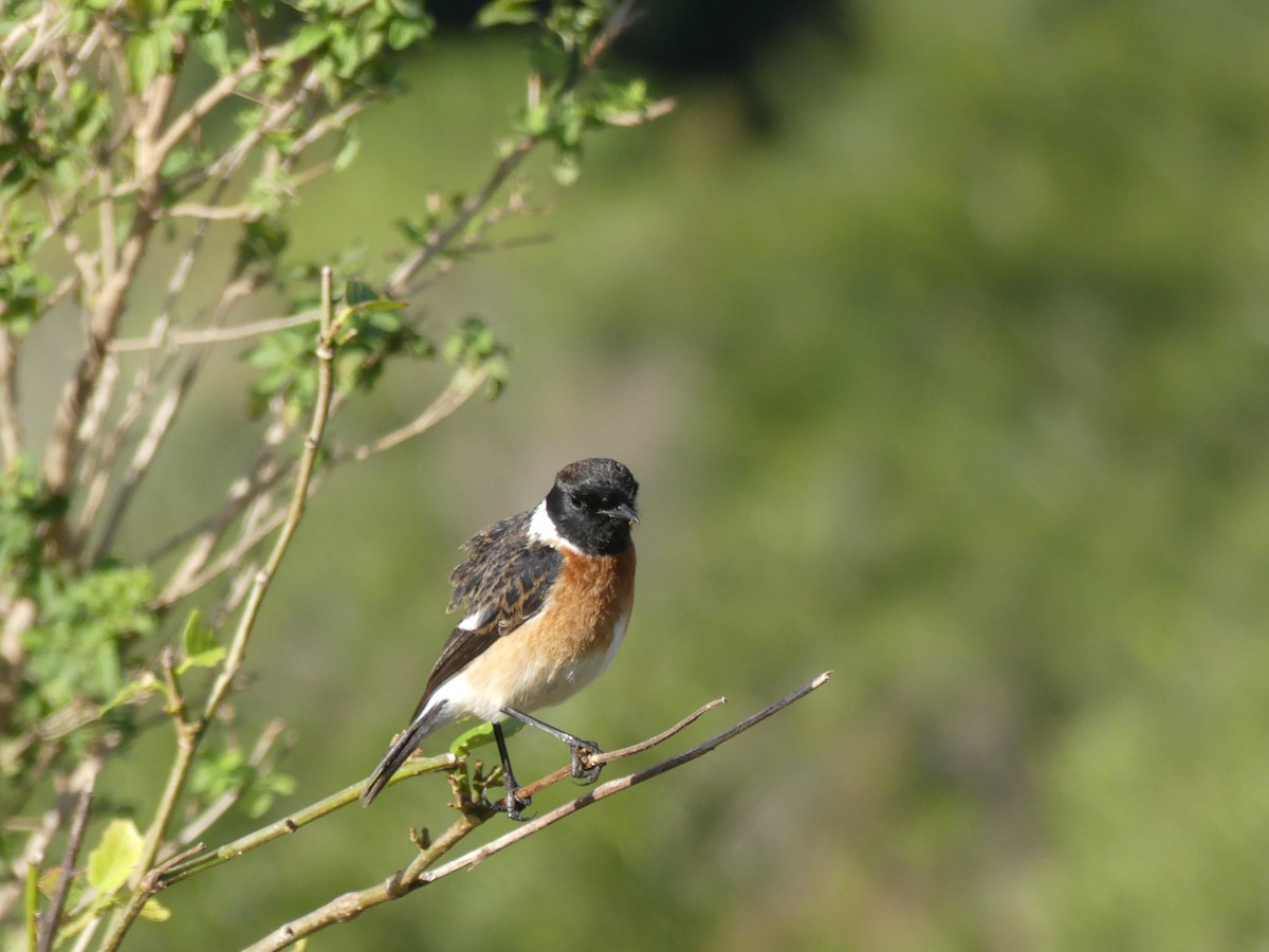 African Stonechat - Guy RUFRAY