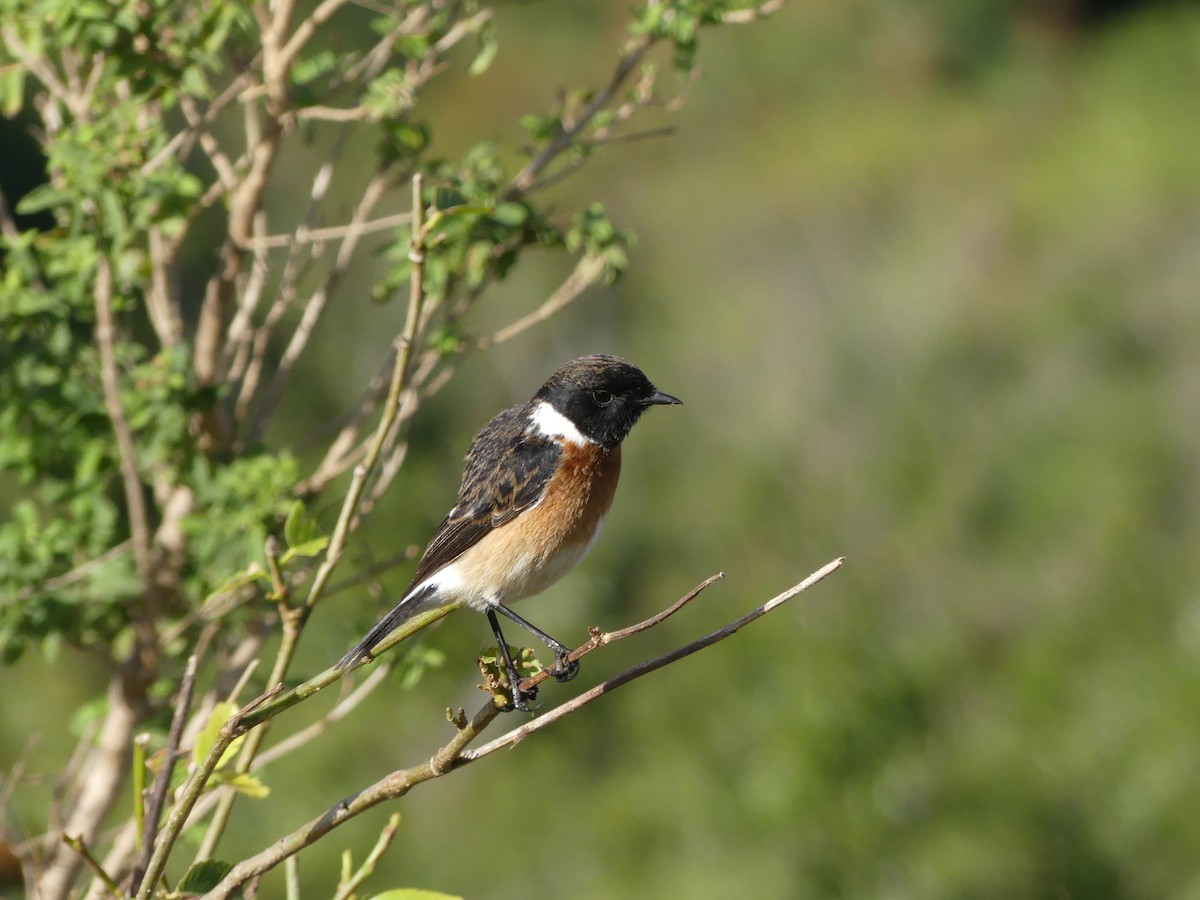 African Stonechat - ML621039186