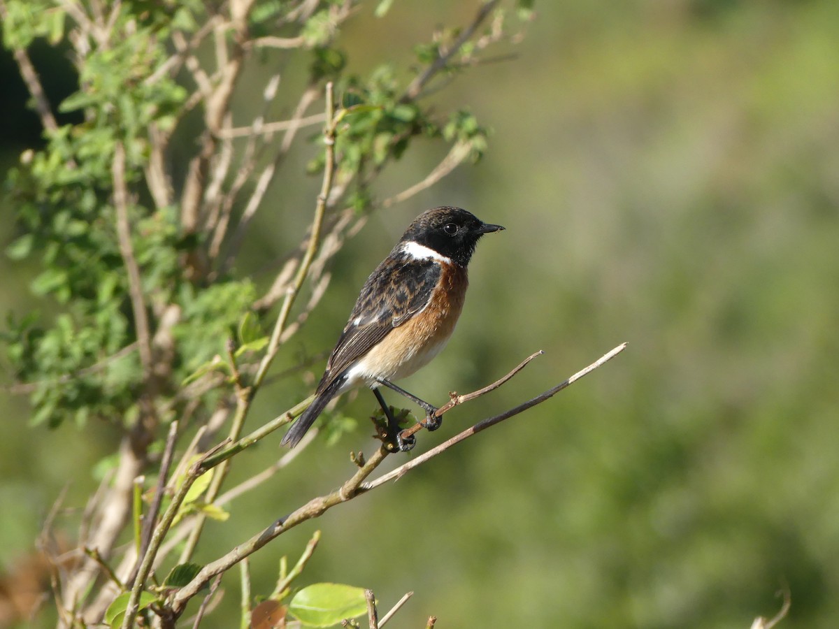African Stonechat - ML621039187