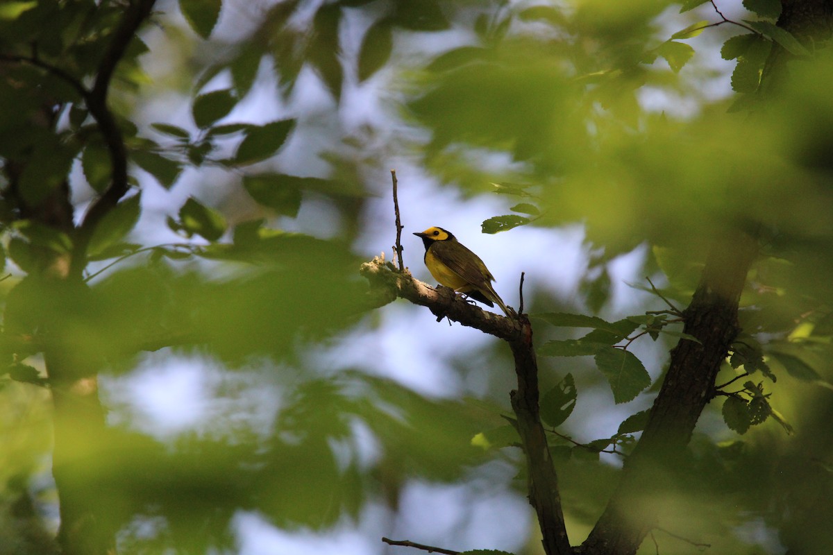 Hooded Warbler - ML621039191