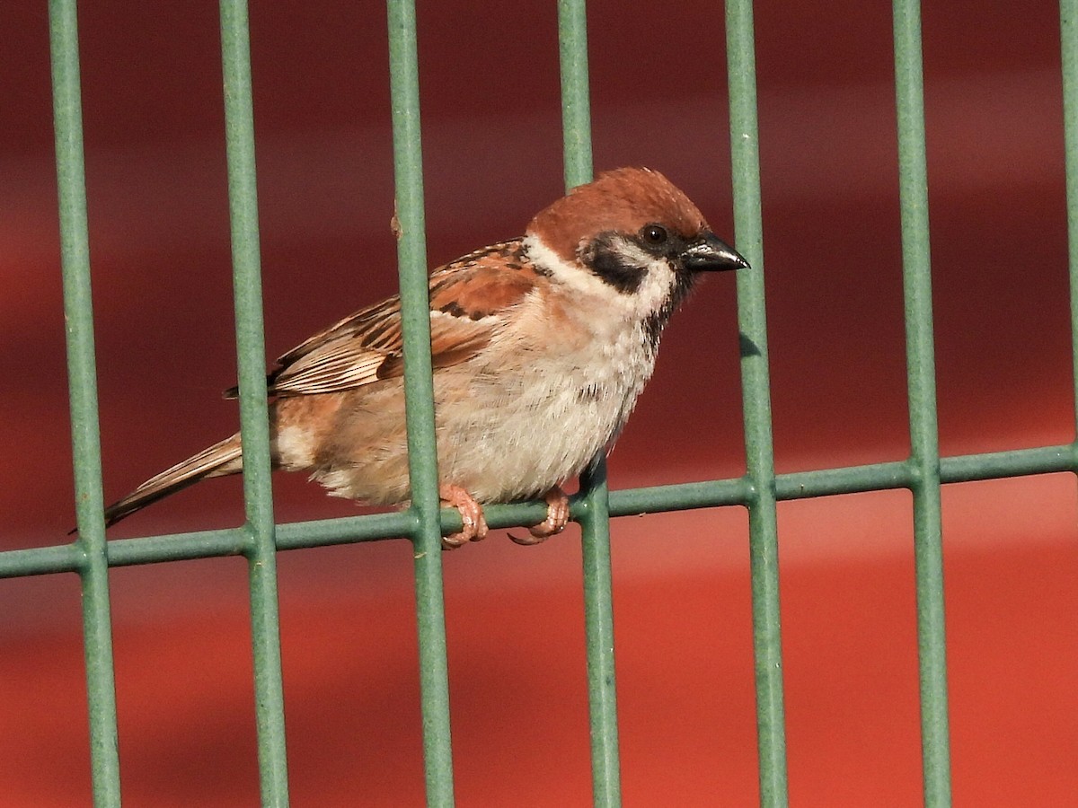 Eurasian Tree Sparrow - ML621039196