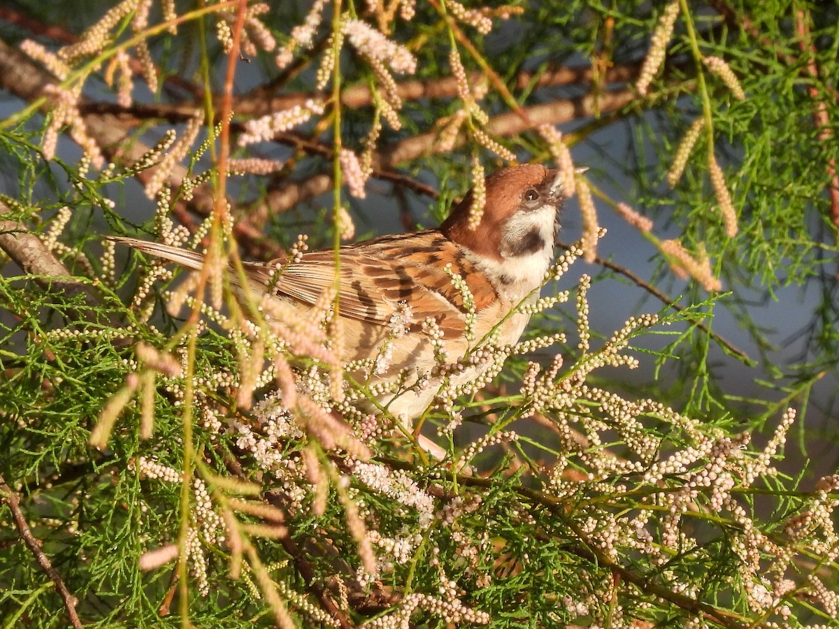 Eurasian Tree Sparrow - ML621039197