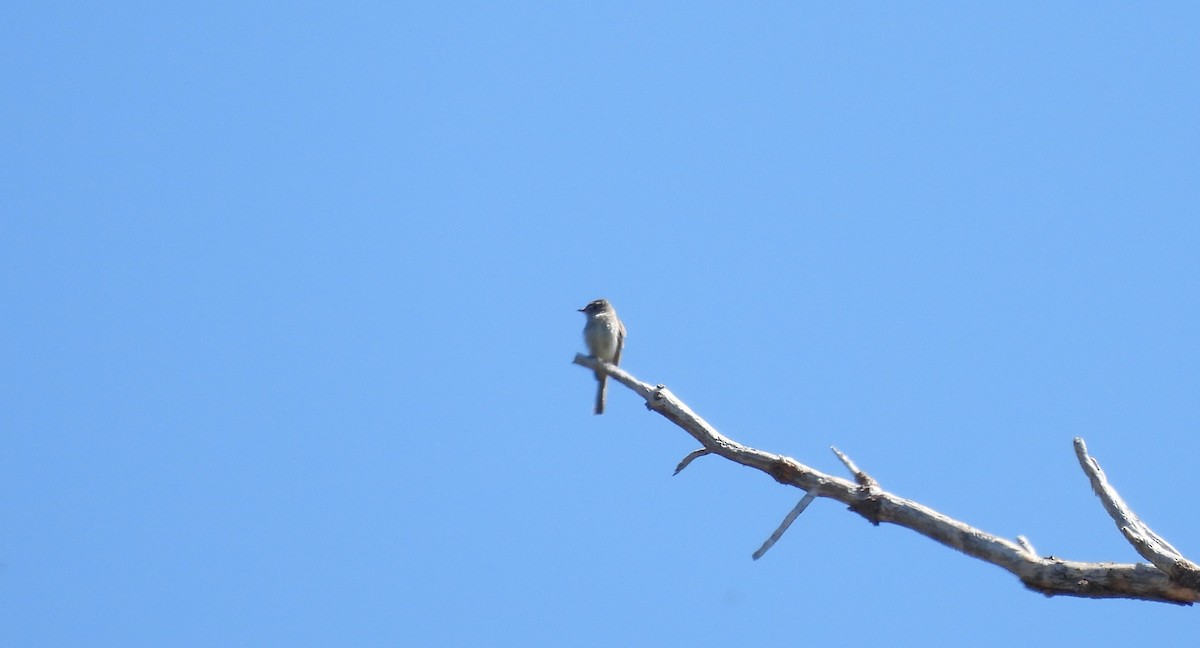 Dusky Flycatcher - ML621039218