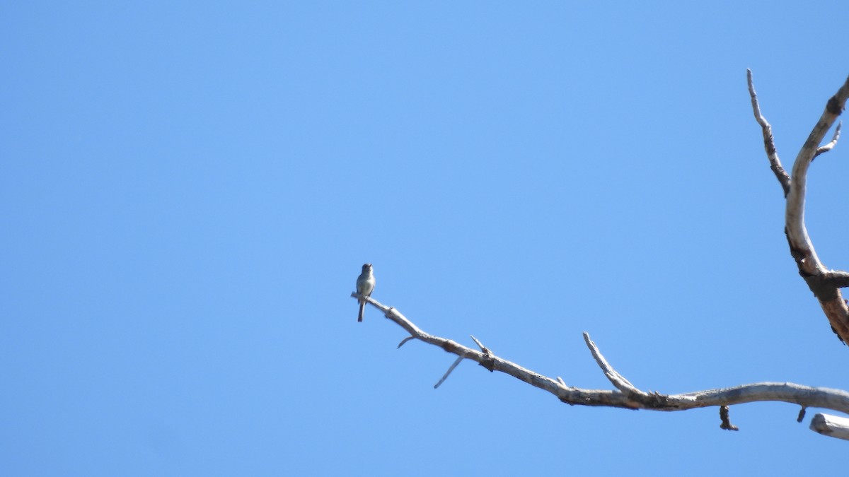 Dusky Flycatcher - ML621039219