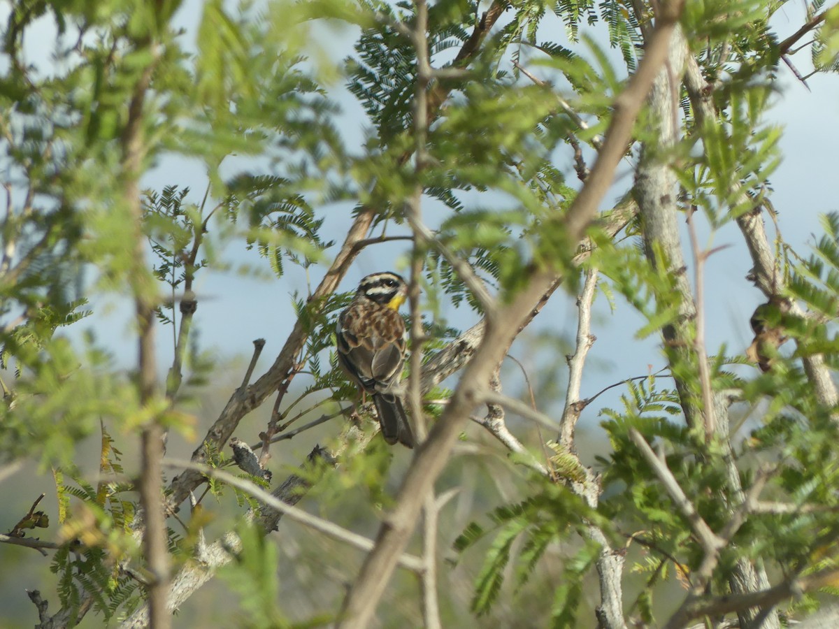 Golden-breasted Bunting - ML621039231