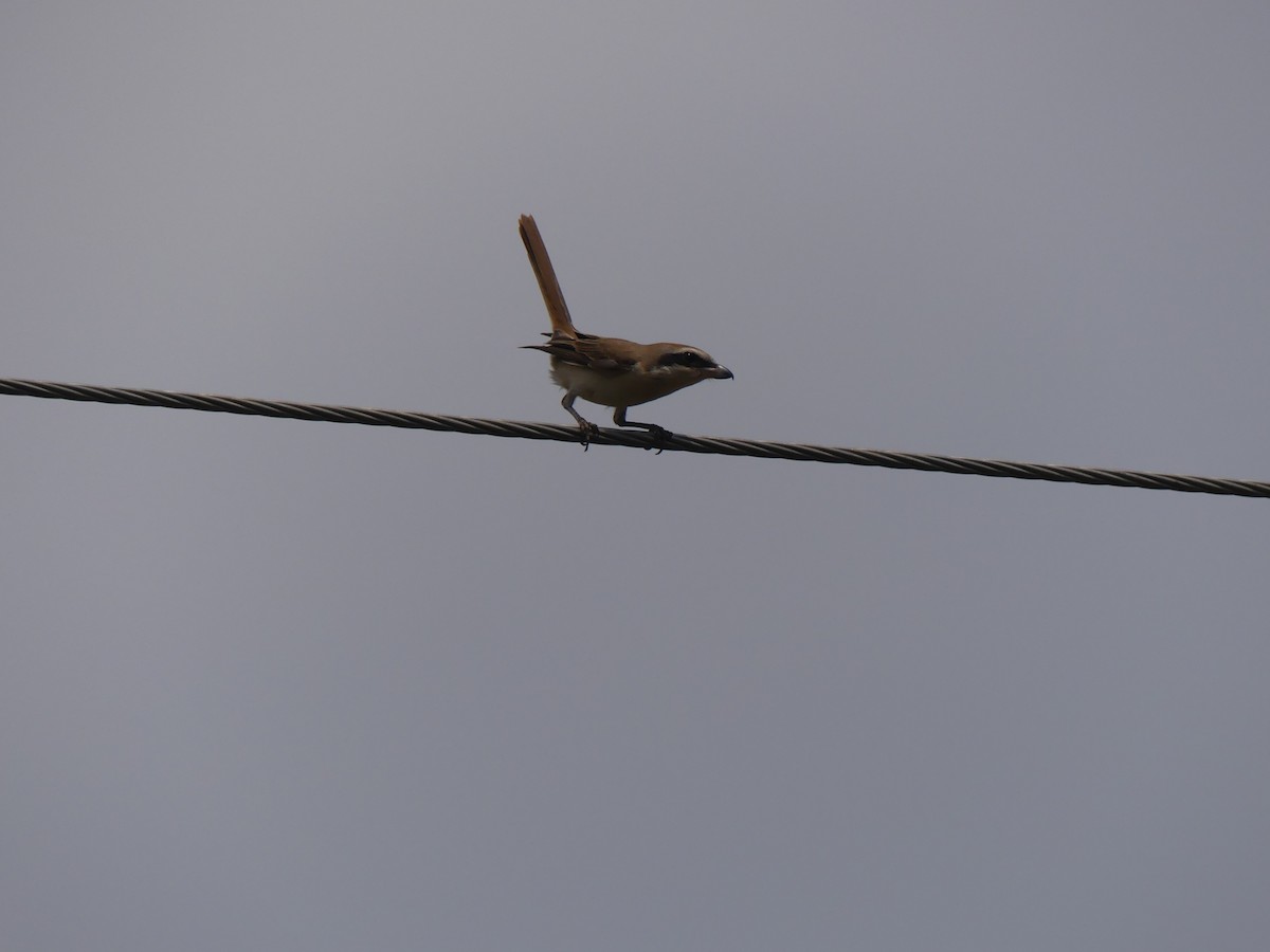 Brown Shrike (Brown) - ML621039288
