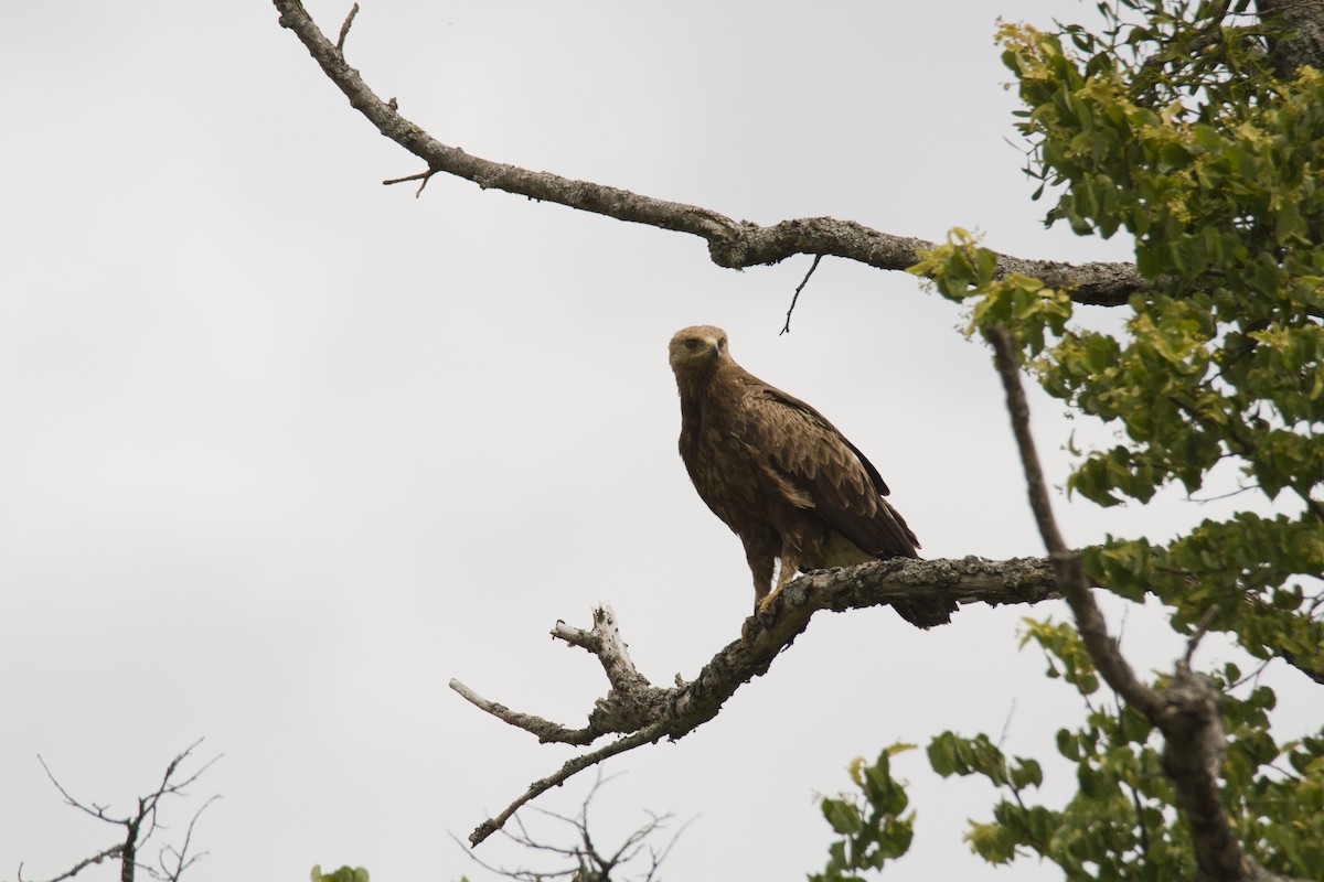 Lesser Spotted Eagle - Ivan Abramov