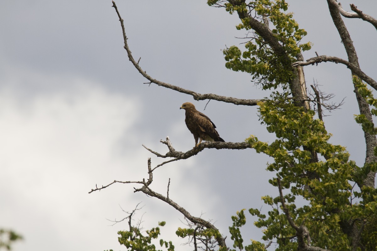 Lesser Spotted Eagle - ML621039335