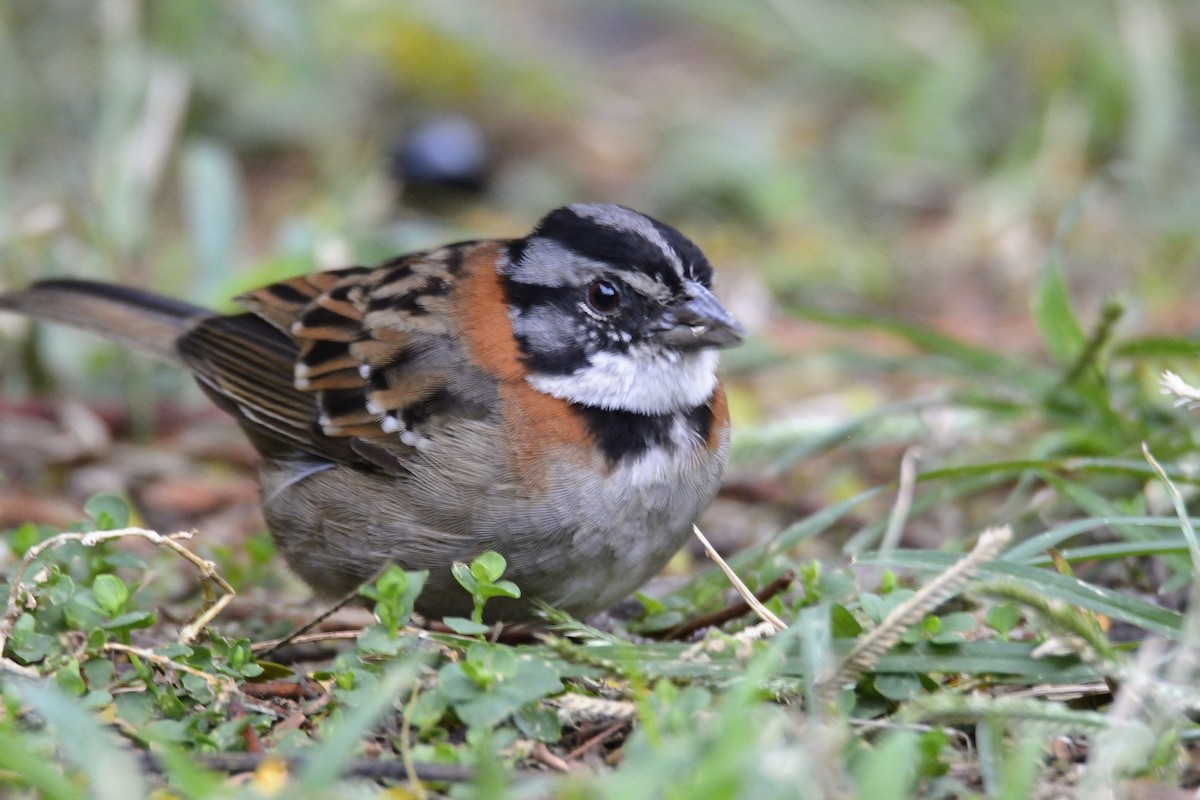 Rufous-collared Sparrow - Carlos Alberto Ramírez