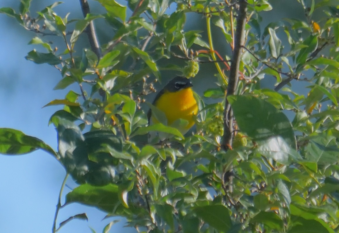Yellow-breasted Chat - ML621039340