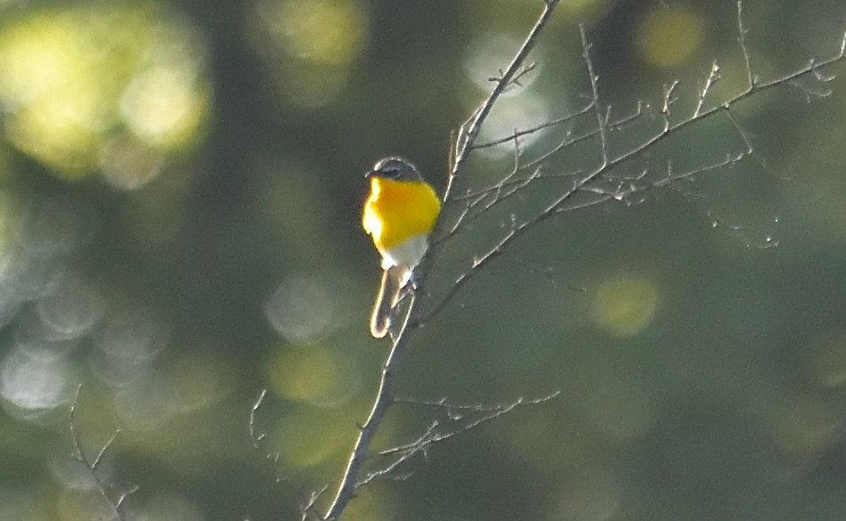 Yellow-breasted Chat - ML621039341