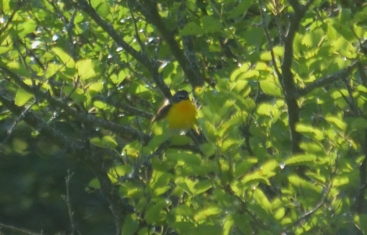 Yellow-breasted Chat - ML621039342