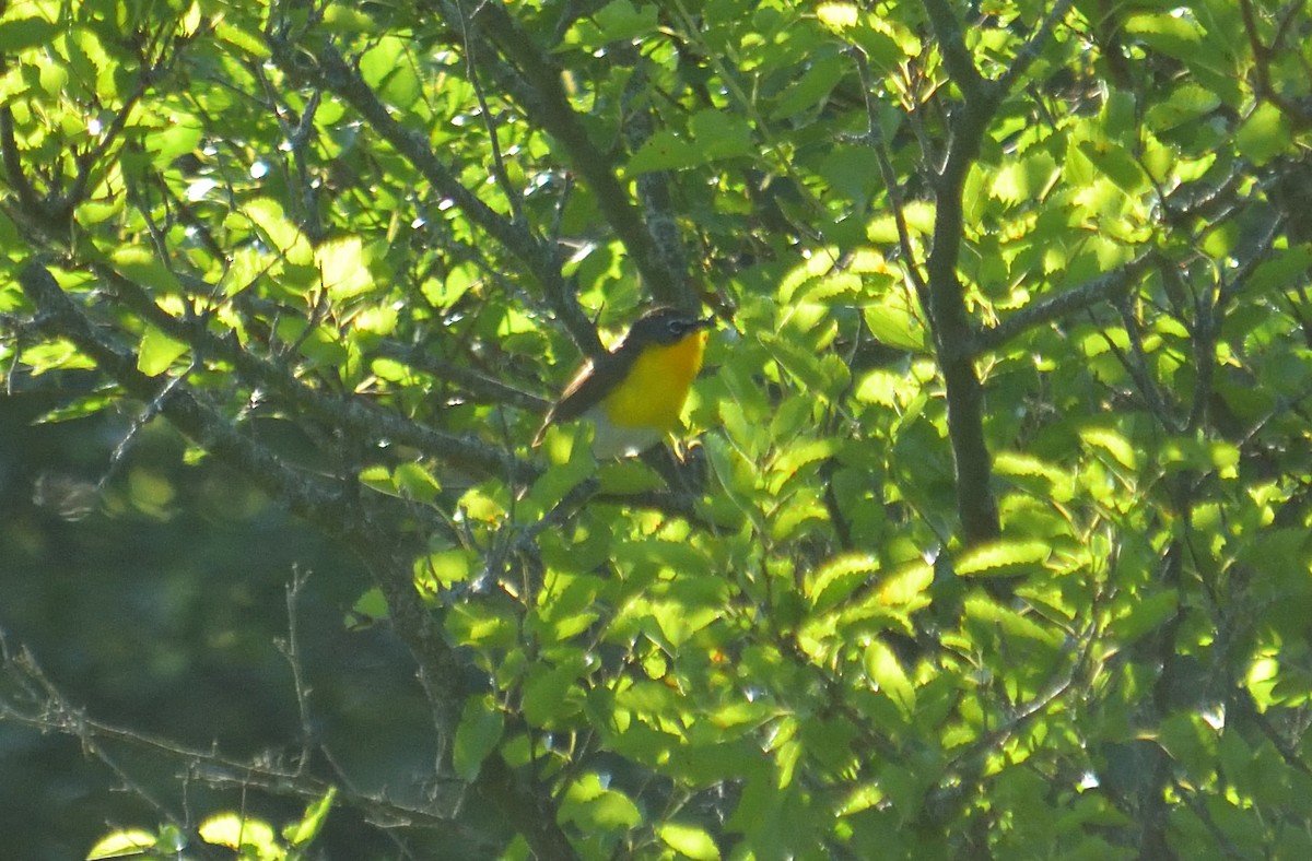 Yellow-breasted Chat - ML621039344
