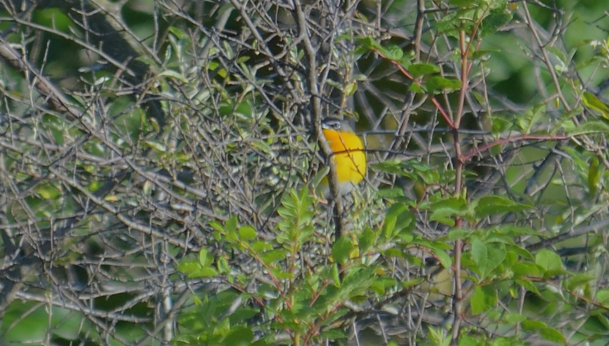 Yellow-breasted Chat - ML621039345