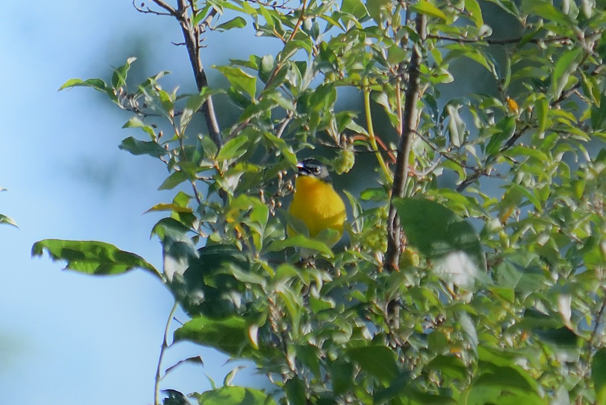 Yellow-breasted Chat - ML621039346