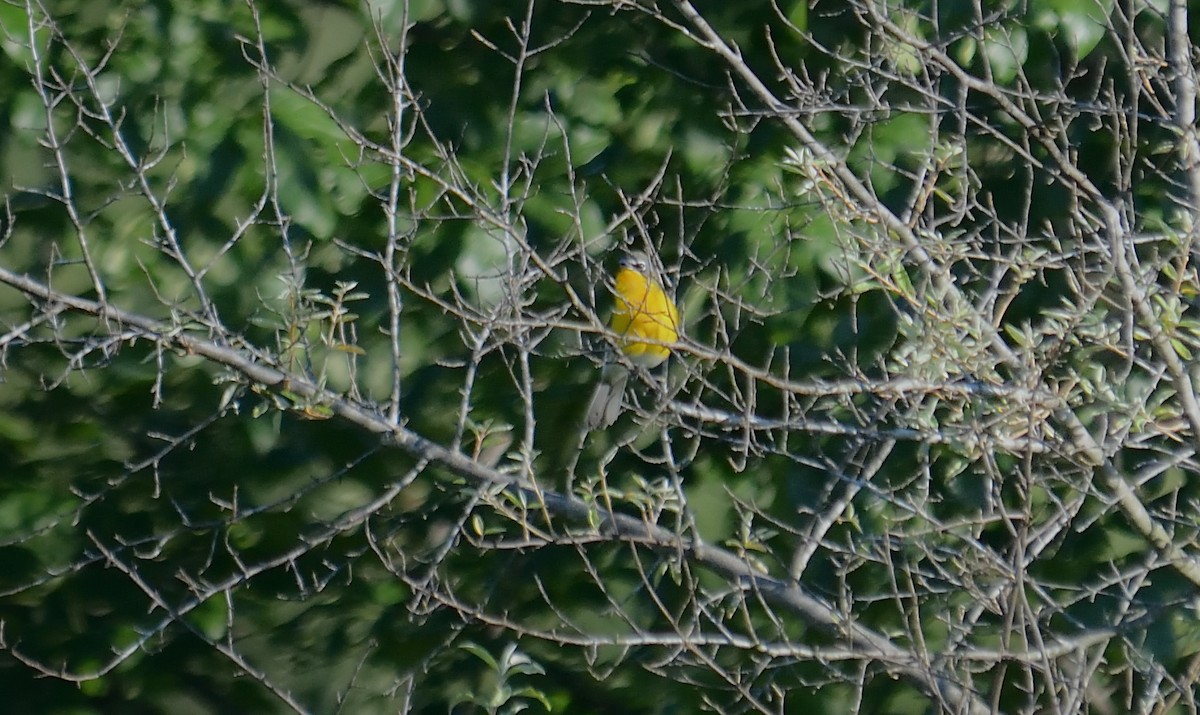 Yellow-breasted Chat - ML621039347
