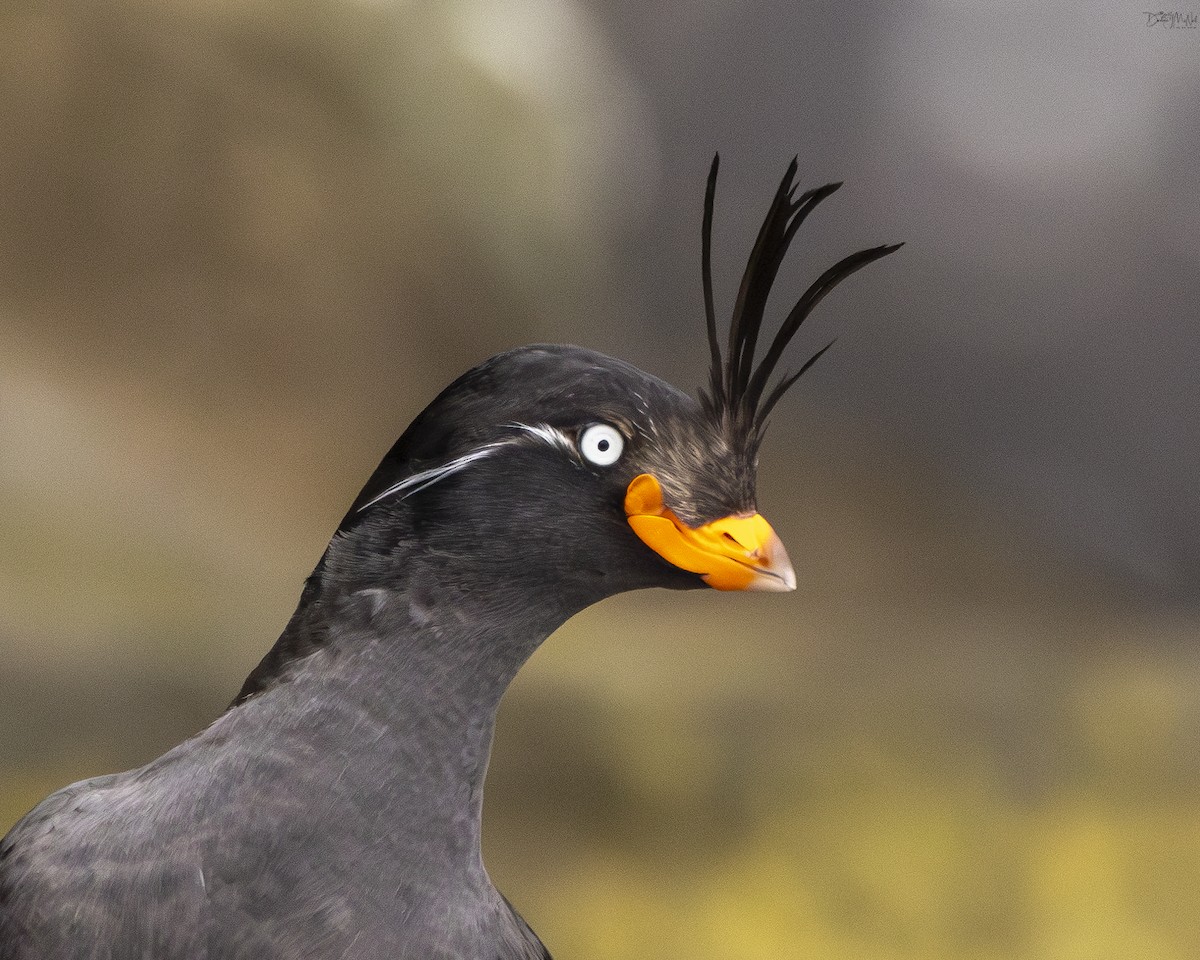Crested Auklet - ML621039383