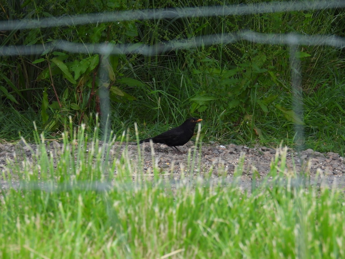 Eurasian Blackbird - ML621039395