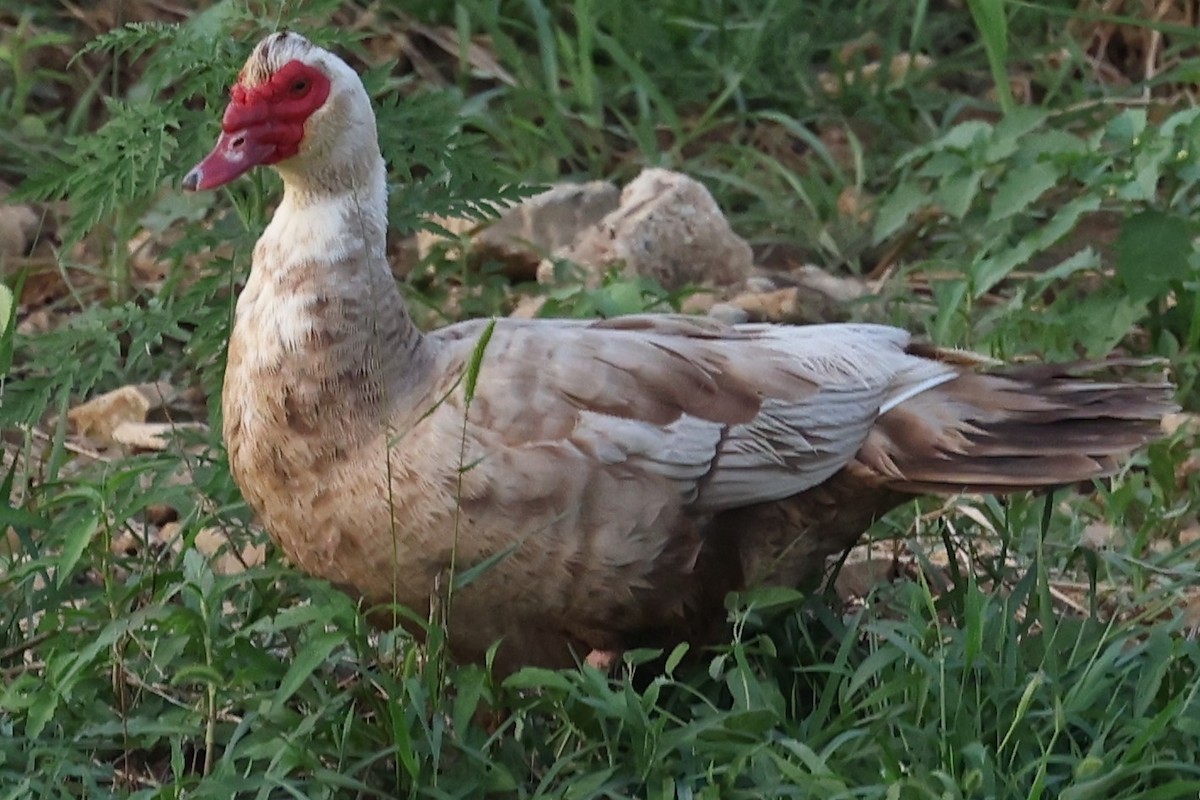 Muscovy Duck (Domestic type) - ML621039481