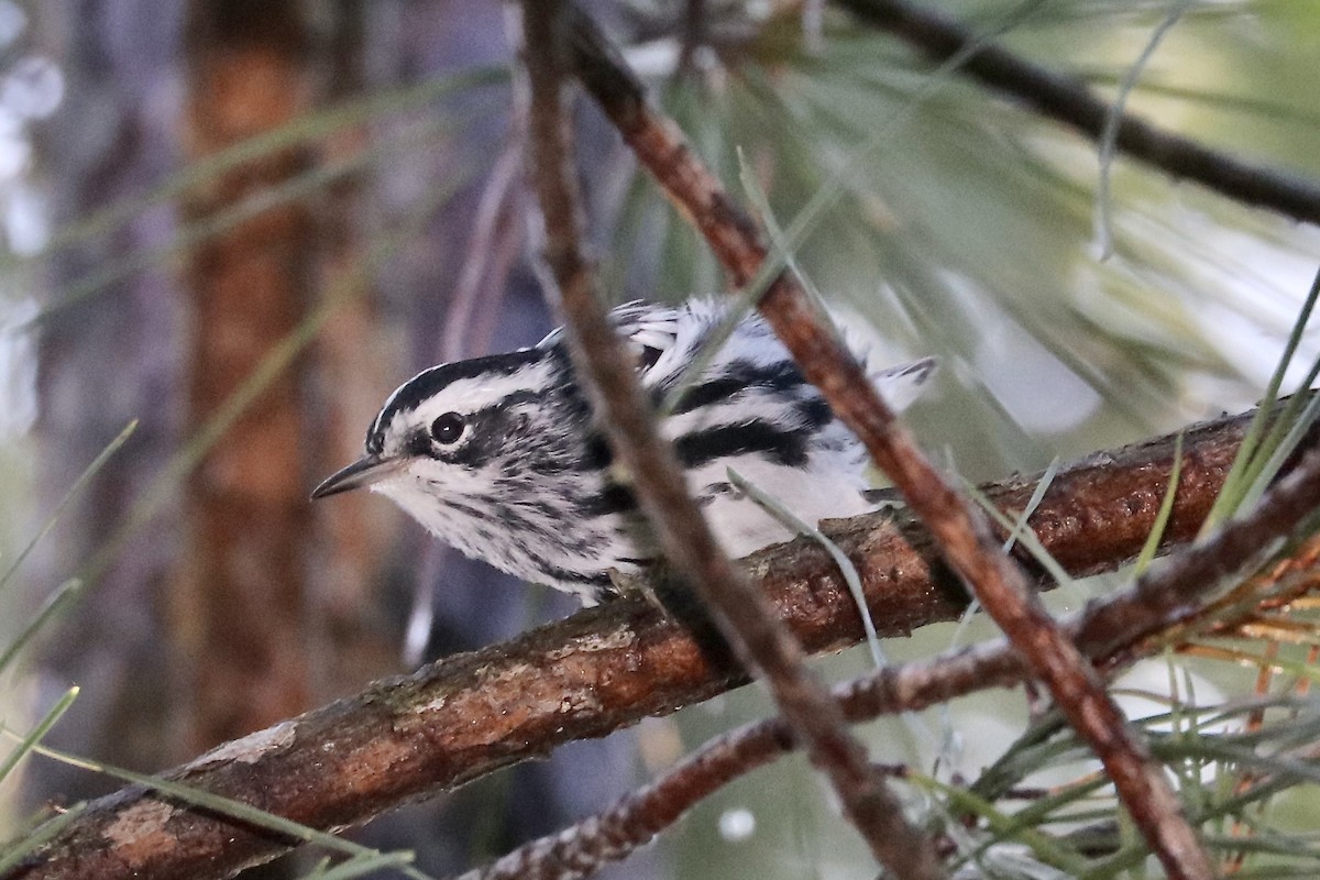 Black-and-white Warbler - ML621039504