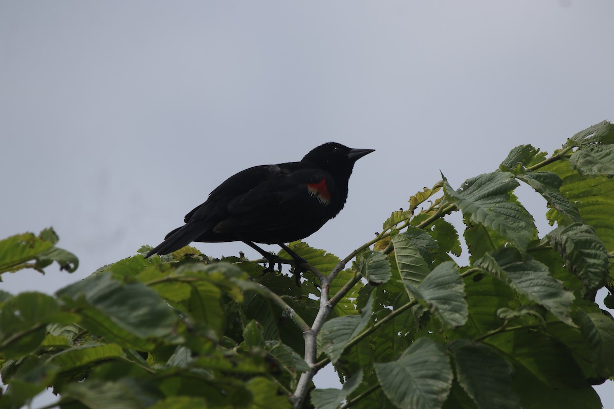 Red-winged Blackbird - Myo Thant Tun