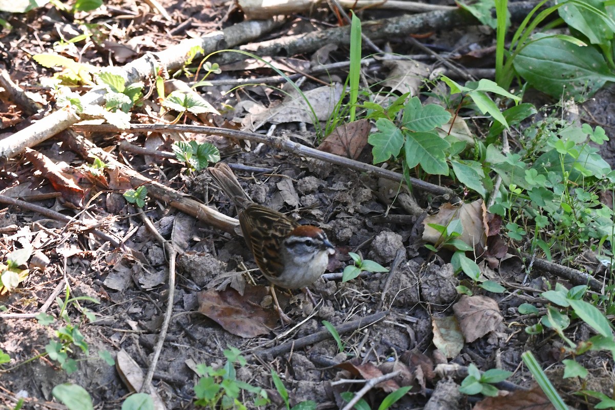 Chipping Sparrow - ML621039544