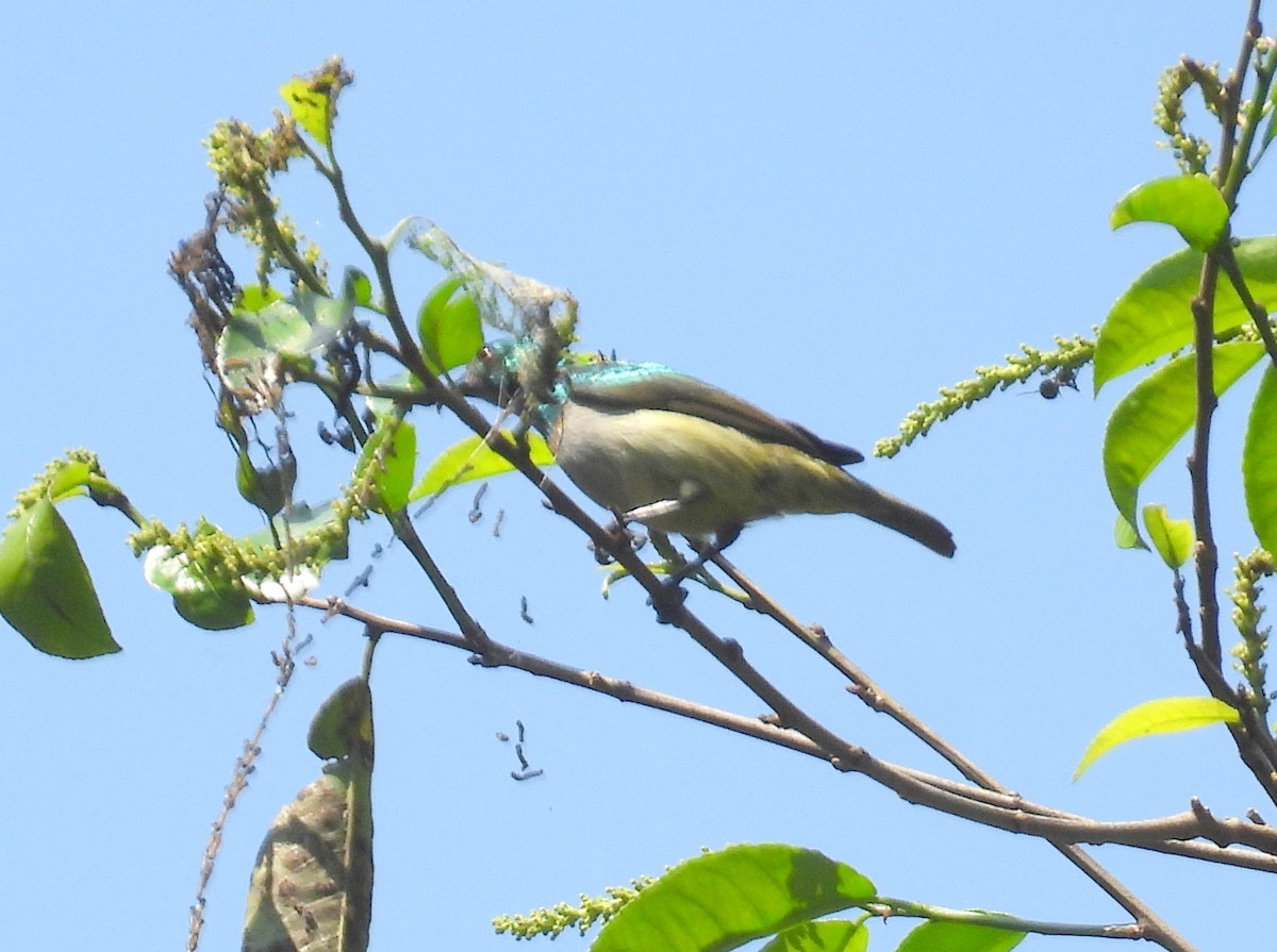 Green-headed Sunbird (Green-headed) - ML621039546