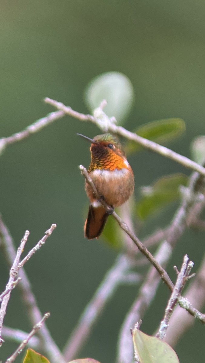 Scintillant Hummingbird - ML621039550