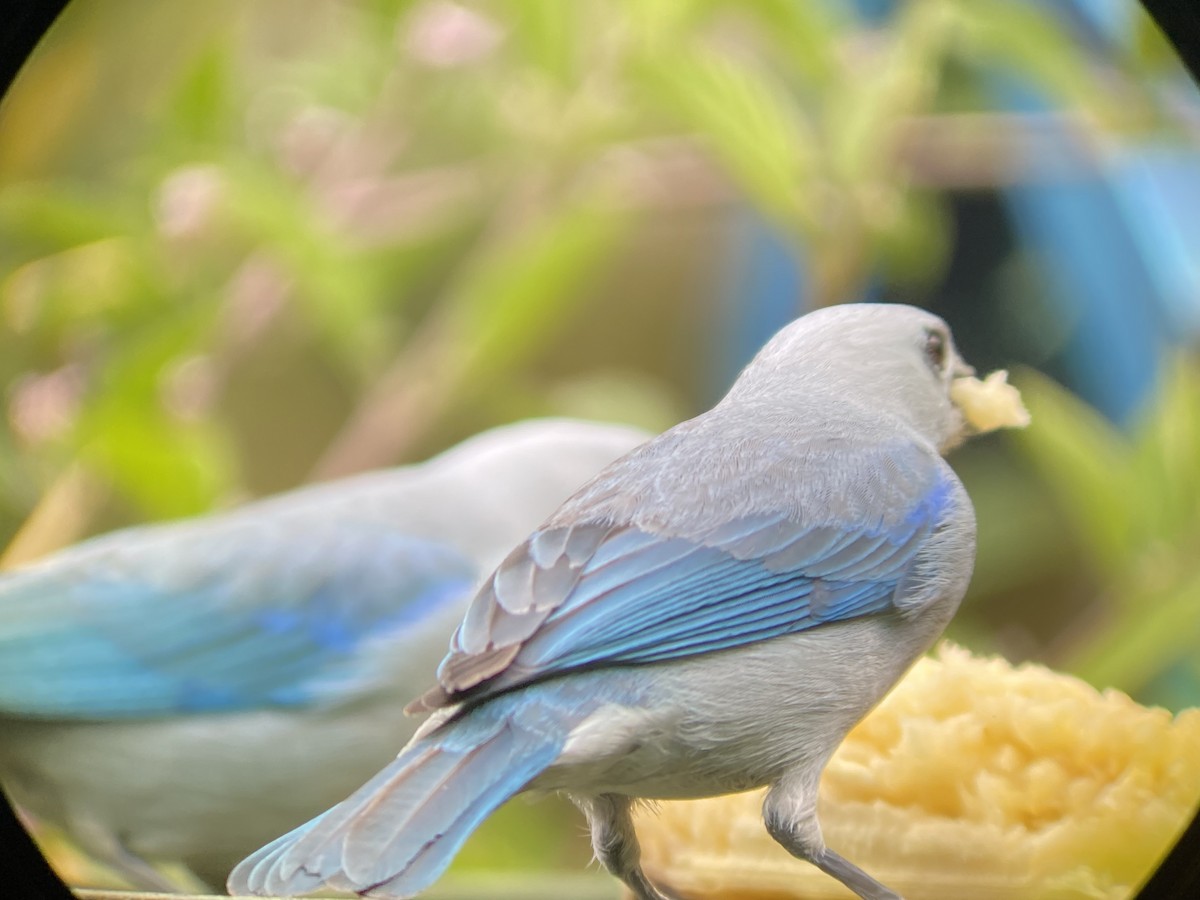 Blue-gray Tanager - ML621039554