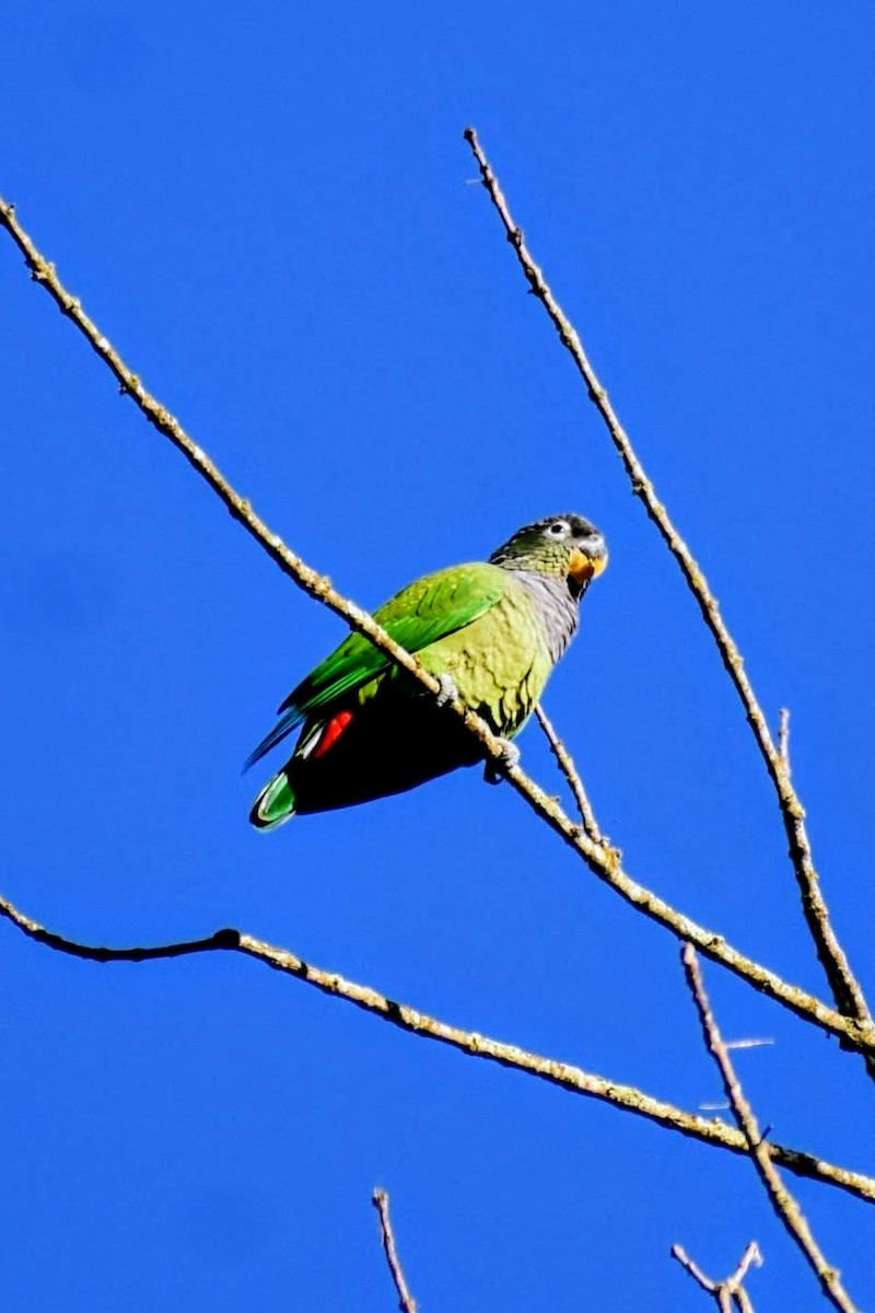 Папуга-червоногуз зеленощокий - ML621039560