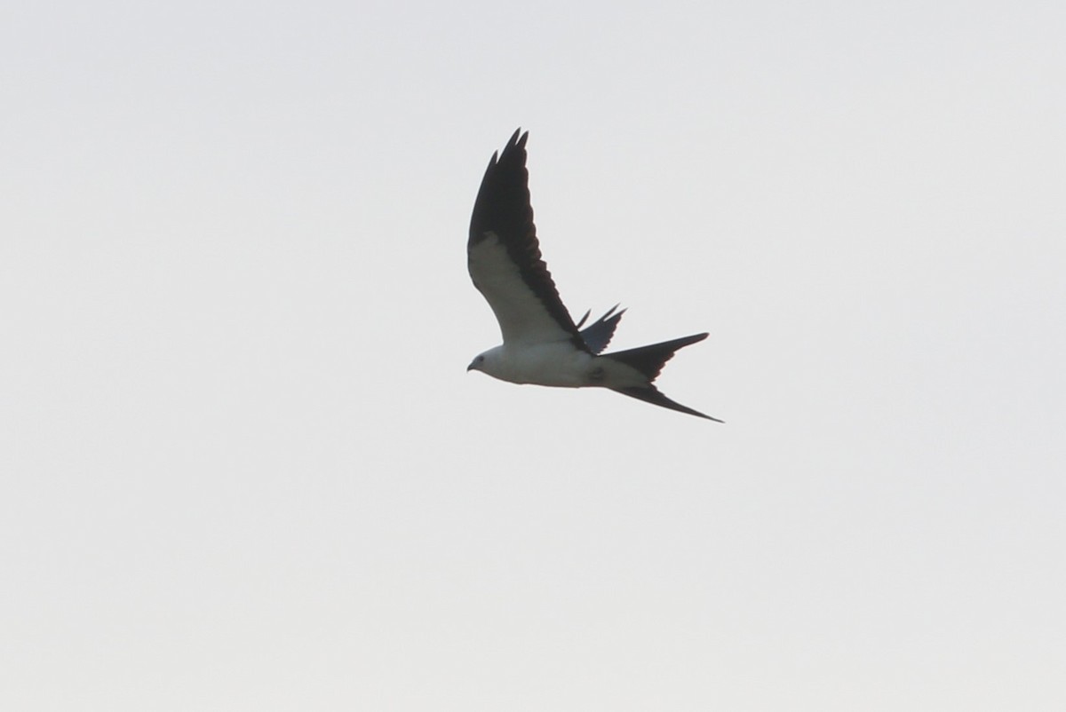 Swallow-tailed Kite - ML621039656
