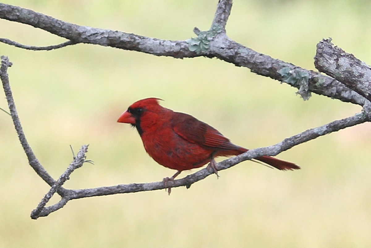 Northern Cardinal - Ken Nisly