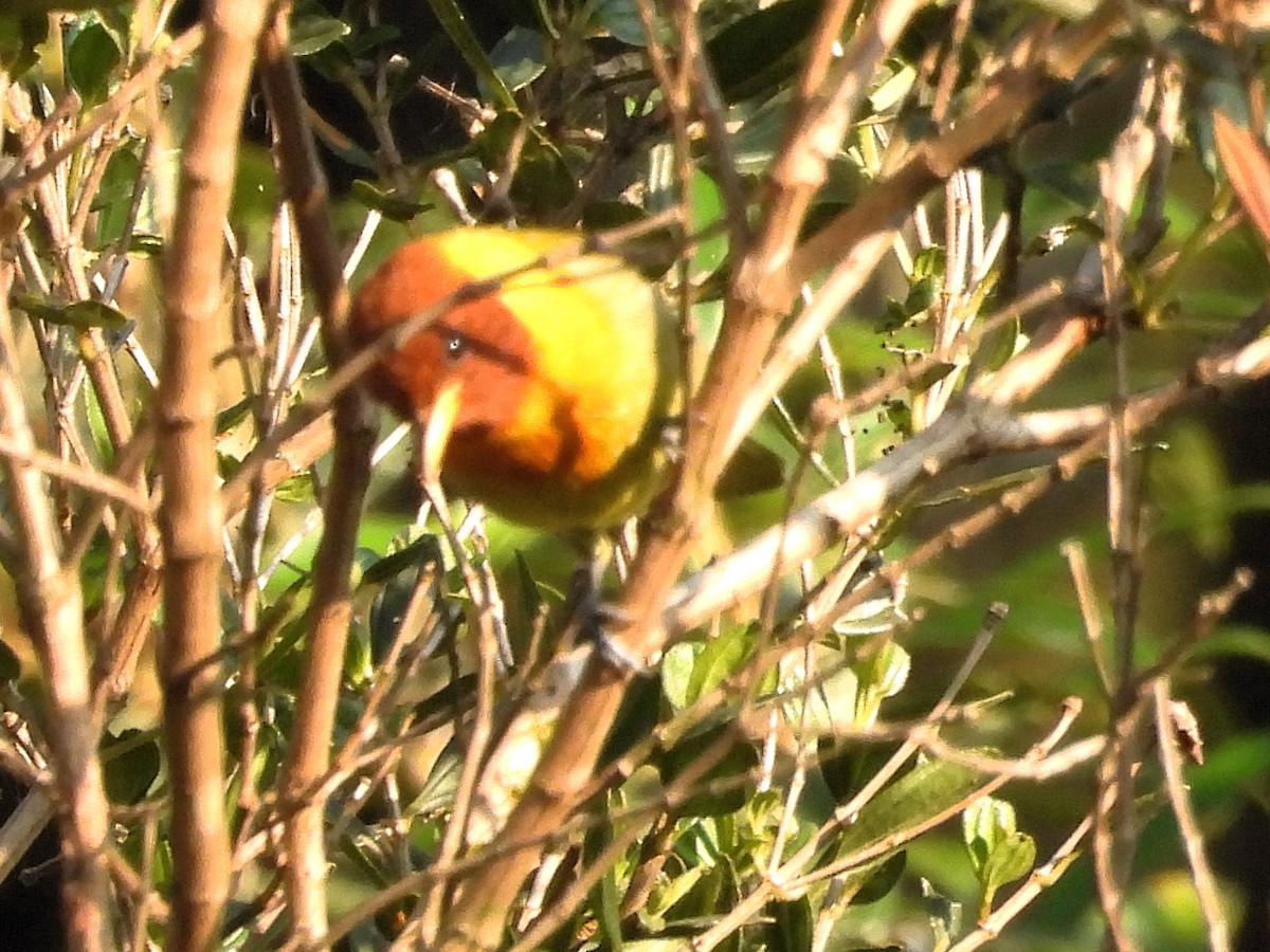 Rufous-headed Tanager - ML621039729
